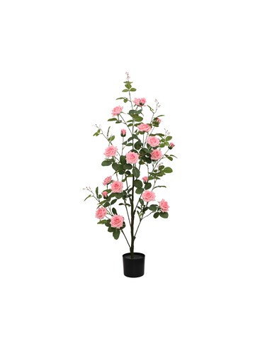 C ROSA 130 CM